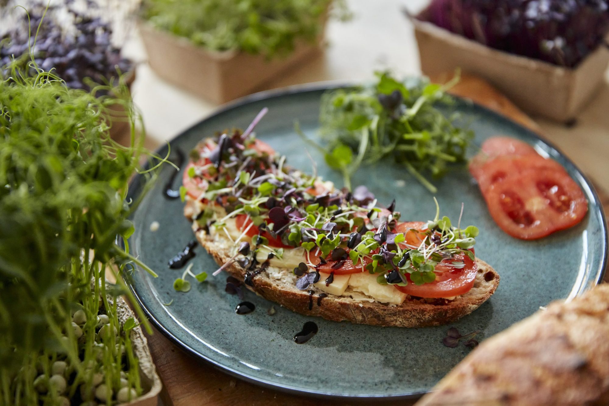 Brown bread covered with cheese, tomato and microgreens on plate