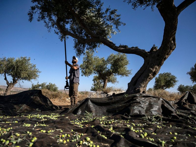 A Palestinian man shakes an olive tree during the harvest season at a grove outside Ramallah in the occupied West Bank on November 9, 2023. Photo by ARIS MESSINIS/AFP via Getty Images