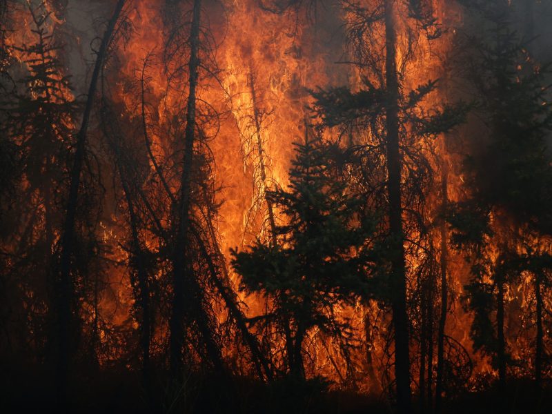 Flames engulf trees along a highway near Fort McMurray, Alberta, on May 6, 2016.Photo by COLE BURSTON/AFP via Getty Images