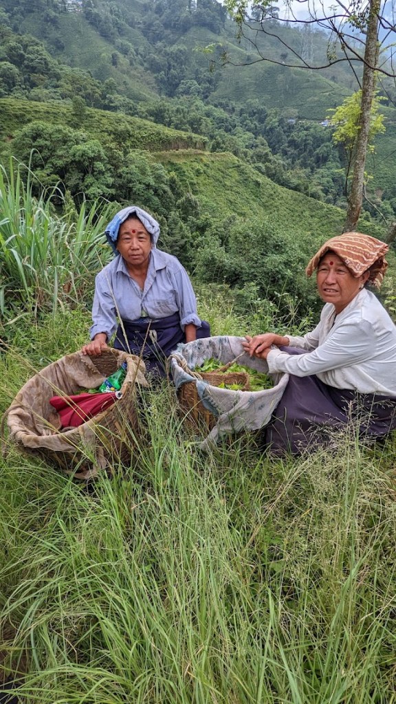 Two women tea workers picking tea in the fields crouch next to their tea baskets on the Chongtong Tea Estate in Darjeeling, India, on October 13, 2022.
